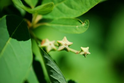 Exochorda serratifolia - hroznovec pilolistý - plod